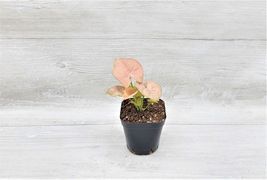 3&quot; Pot Syngonium pink ,Syngonium coral, Podophyllum Arrowhead Plant - £17.28 GBP