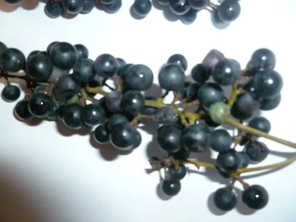 25 Wild Grape Seeds Organic Vitis Aestivalis 2023 Crop Fresh Garden - £10.36 GBP