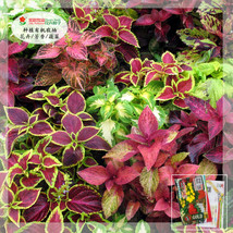 Worldwide Shipping 1 Gram Approx 3750 Seeds Coleus Blumei Mixed Seeds - $31.34