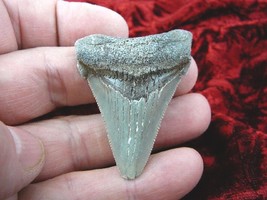 (S260-26) 2-1/4&quot; wicked Fossil MEGALODON Shark Tooth Teeth love sharks specimen - £49.00 GBP