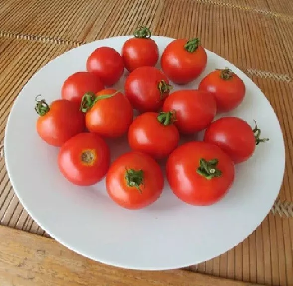 50 Seeds Sparky Xsl Tomato Vegetable Garden - £7.73 GBP