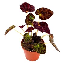 Begonia Night Eyes, 4 inch Rhizomatous Rhizo Dark Purple - £14.27 GBP