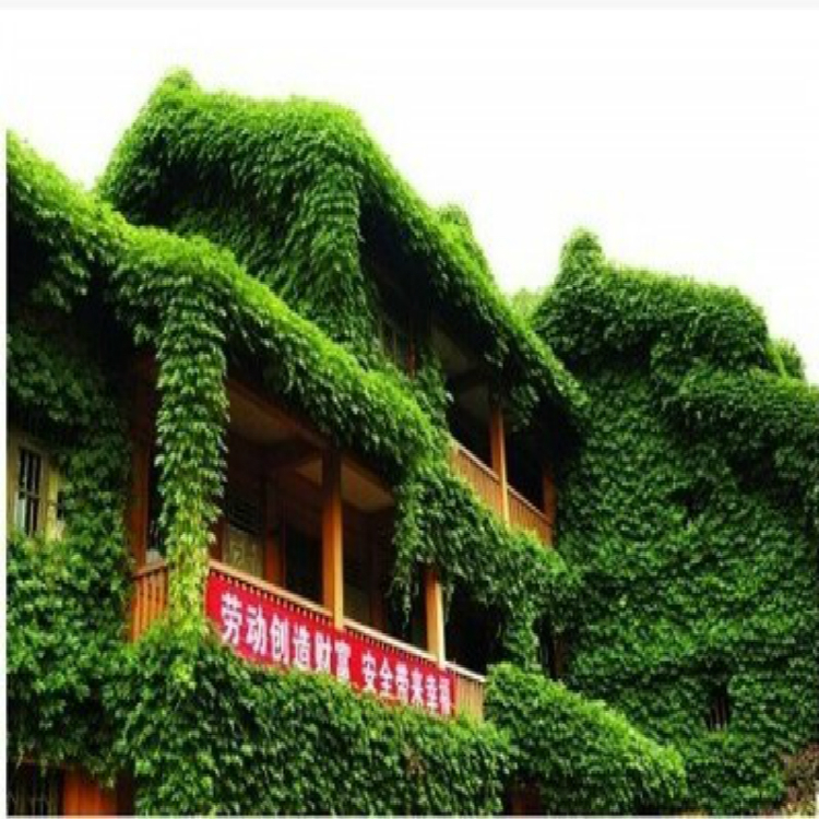 20 Parthenocissus Tricuspidata (Bostonian / Wall Ivy Climbing) Seeds