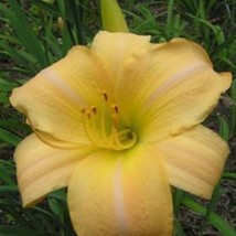 BRN Hemerocallis Daylily Eurasia 1 Fan Bareroot Live Starter Plant Fresh... - $327.74 MXN