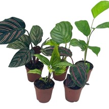 Calathea Assortment Set, 2 inch pots, 5 Different Prayer Plants, Variety Gift, p - £25.71 GBP