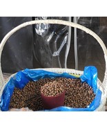 Cedar pine nut 2700 g. Kernel Natural Seeds Siberian 2024 Harvest - $4,215.27 MXN