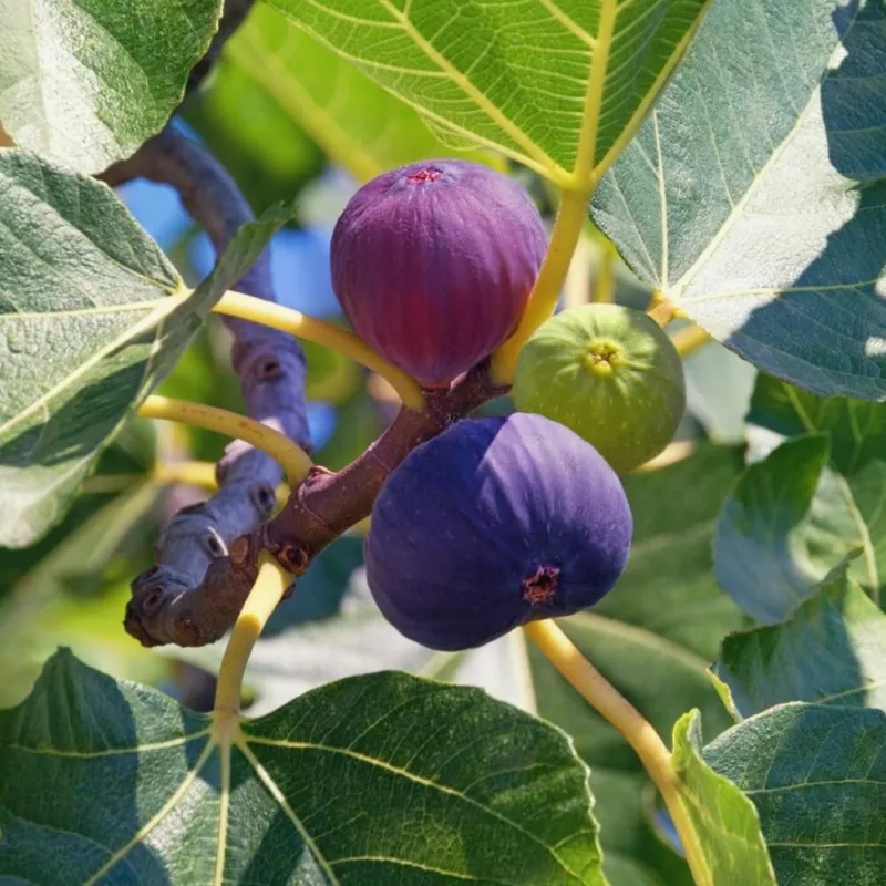 1 Chicago Cold Hardy Fig Seedling Grow Delicious Fig Plants - £32.10 GBP