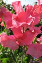 50+ Joan Elizabeth Child Sweet Pea Seeds For Garden - USA - ! - £5.08 GBP