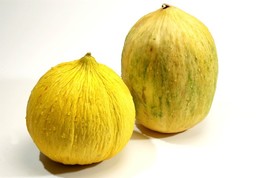 KKG 25 Crenshaw Melon Seeds Non-Gmo For Gardens Easy Grow - $10.07