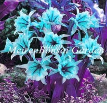 Mixed Color Spider Lily Seeds New Fresh Seeds USA - $11.26