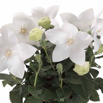 PowerOn 40+ White Platycodon Balloon Flower Seeds / Perennial - $7.34