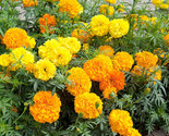 2100 Seeds Marigold African  Crackerjack Fast Shipping - £12.83 GBP