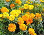 2100 Seeds Marigold African  Crackerjack Fast Shipping - $15.98