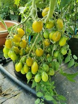 Amber Keyes Tomato - 40+ seeds - P 360 - £1.17 GBP