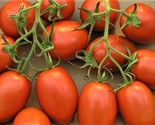 Roma Tomato Seeds 200 Seeds  Non-Gmo  Fast Shipping - $7.99