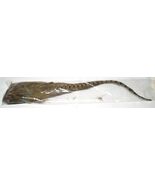 Ring-Necked Pheasant – Tail #3175-0013 XL 18-21&quot; Long #487 - €17,43 EUR