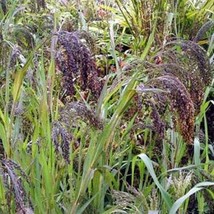 Panic Grass (Panicum Violaceum) 25 Seeds Fresh Garden - $6.58