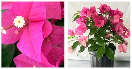 RIJNSTAR PINK Well Rooted Live Bougainvillea starter/plug plant - $40.99