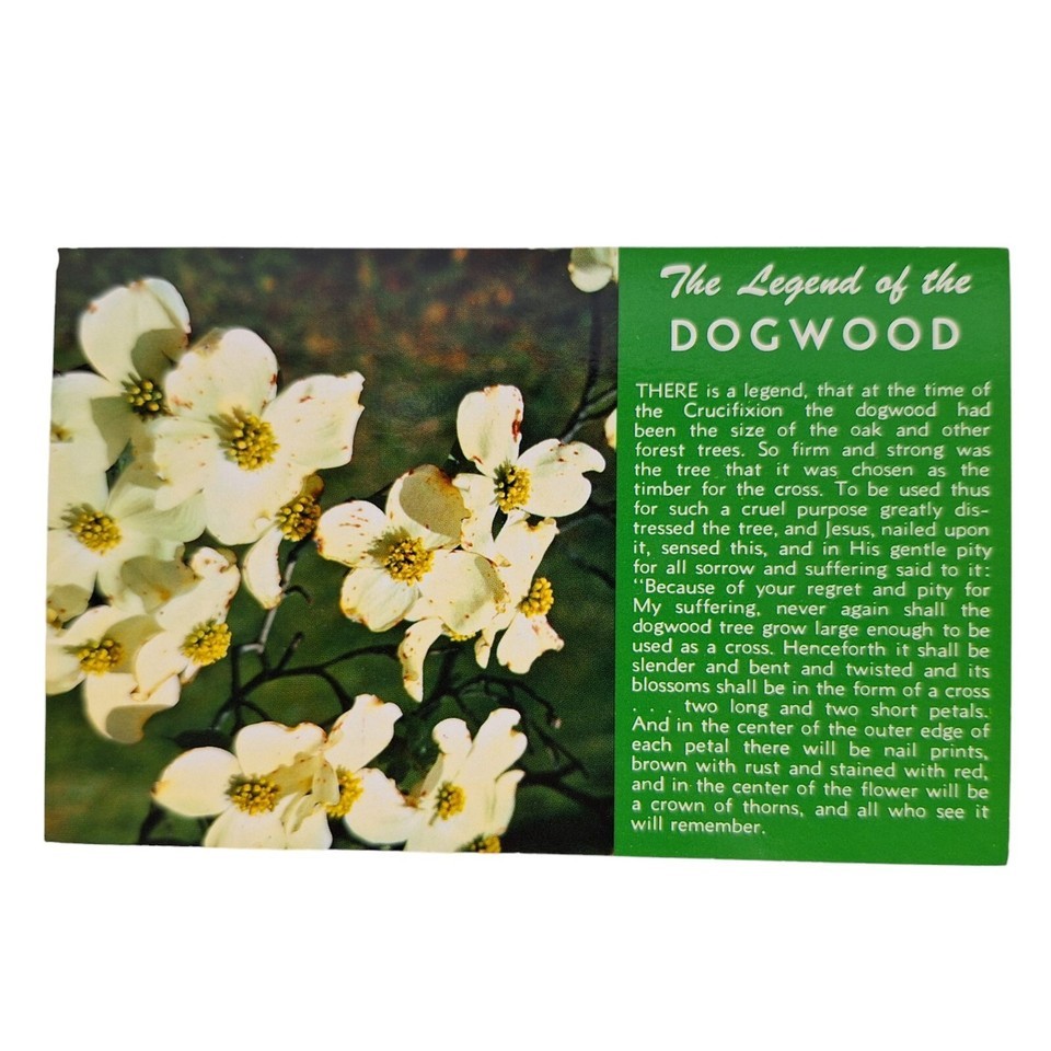 Postcard The Legend Of The Dogwood White Flowers Chrome Unposted - $4.77