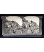 Antique Keystone Co Stereoview Plant Tree Elder Sambucus Canadensis W817... - $14.99