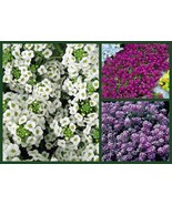 Alyssum Seeds Awesome Alyssums 3 Pk Special Ground Cover Seeds Seeds Fas... - $16.50