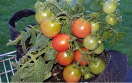 New Fresh Seeds Rosy Finch Micro Dwarf Tomato Vegetable 12 Seeds - $5.94