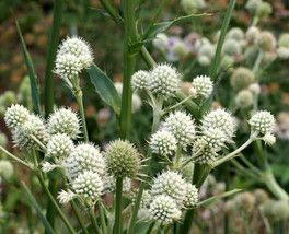 USA SELLER 75 Rattlesnake Master Flower Seeds Eryngium Yuccifolium Fast Shipping - £12.83 GBP