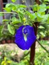 Blue-white variegated Butterfly Pea - Clitoria ternatea - 5+ Seeds - Ed 078 - $96.46 MXN