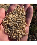 SRN Hulless Oat Seeds Avena Nuda Certified Cover Crop Bulk Packet Seed N... - $11.26