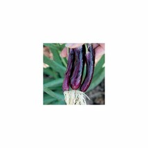 ITALIAN PURPLE Lilia Spring Onion Seed - (Pack of 1200)  - $10.97 CAD