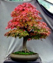 Japanese Thunder Red Maple {Acer Palmatum Inazuma} 10 Seeds - $15.98