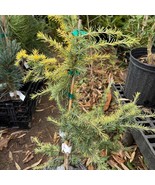 Cedrus Deodara Gold Cascade Deodar Cedar 12 Inch Tall 1 Gallon Pot Plant... - $1,935.27 CAD
