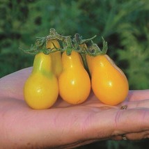 120 Yellow Pear Tomato Seeds Organic USA Seller - £4.58 GBP