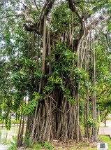 SR12Store 50 Banyan Fig Tree East Indian Ficus Benghalensis Aerial Root Housepla - £7.91 GBP