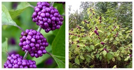 6-12&quot; Tall Seedling - American Beauty Berry Bush/Shrub - Live Plant - 4&quot; Pot - £66.89 GBP