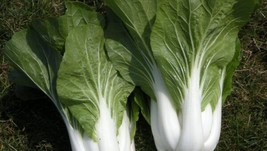Berynita Store 100 Cabbage Seeds Pak Choi White Stem Chinese Heirloom Fresh - £8.13 GBP