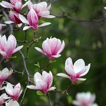 New Pink Magnolia Seeds Saucer Magnolia Chinese Magnolia Soulangeana Fre... - $13.73