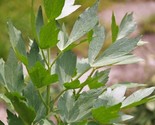 Lovage Levisticum officinale Maggi Herb NON-GMO Variety Sizes  - $3.04