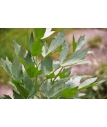 Lovage Levisticum officinale Maggi Herb NON-GMO Variety Sizes  - £2.42 GBP