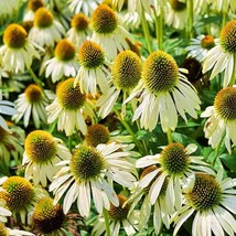 USA SELLER White Swan Coneflower Echinacea Culinary &amp; Herbs Hummingbird - £14.93 GBP