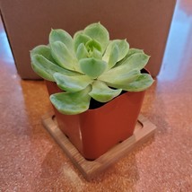 Echeveria Ramillette, succulent plants, live house plants, 2 inch - £7.06 GBP