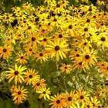Black Eyed Susan Flowers Seeds - Organic - Non Gmo - Heirloom 10 Seeds - £8.76 GBP