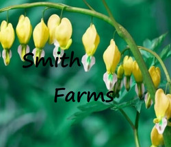 HSeeds 25+ Seeds Yellow Bleeding Heart Seeds Flowers Flower Seed Perenni... - £5.35 GBP