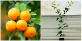 Dwarf Brown Select Satsuma Tree - 26-30&quot; Tall Live Citrus Plant - Gal Pot - H0 - £133.40 GBP