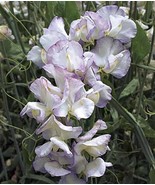 50+ New Fresh Sweet Pea Seeds for Garden Planting - €4,32 EUR