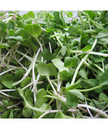 FMG White Stem Intermediate Radish Sprouting Raphanus Sativus Planting S... - $23.55 CAD
