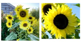 60+ Lemon Queen Sunflower Seeds Annual Flowers Garden Bees Birds Free Shipping - £15.27 GBP