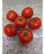 KingStore 20 Early Girl Tomato Vegetable Planting Seeds - €8,38 EUR