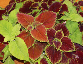 FA Store 500 Seeds Coleus Blumei Rainbow Mix Annual Perennial Shade Garden - £7.87 GBP