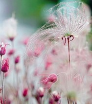 LimaJa USA SELLER Prairie Smoke 20 Beautiful Seeds - £4.69 GBP